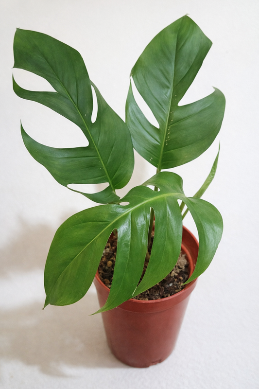 Epipremnum Pinnatum - AroidHouse