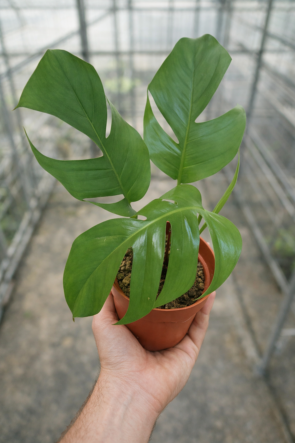 Epipremnum Pinnatum - AroidHouse