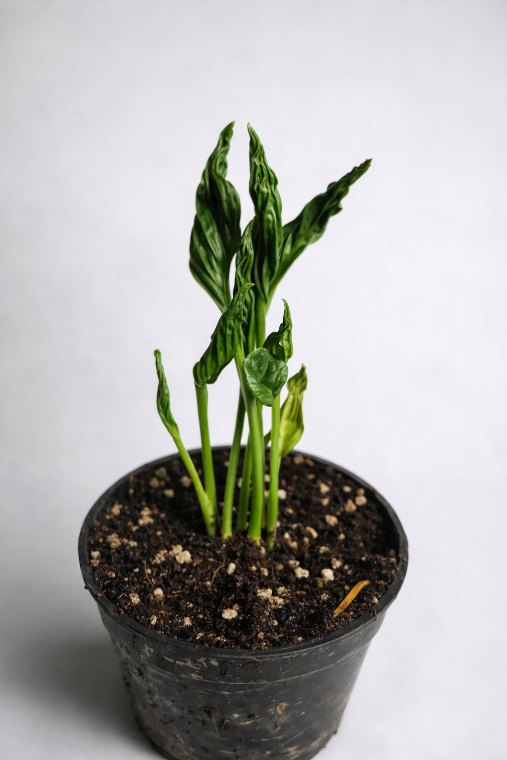 Epipremnum Shangri-La Variegata - AroidHouse