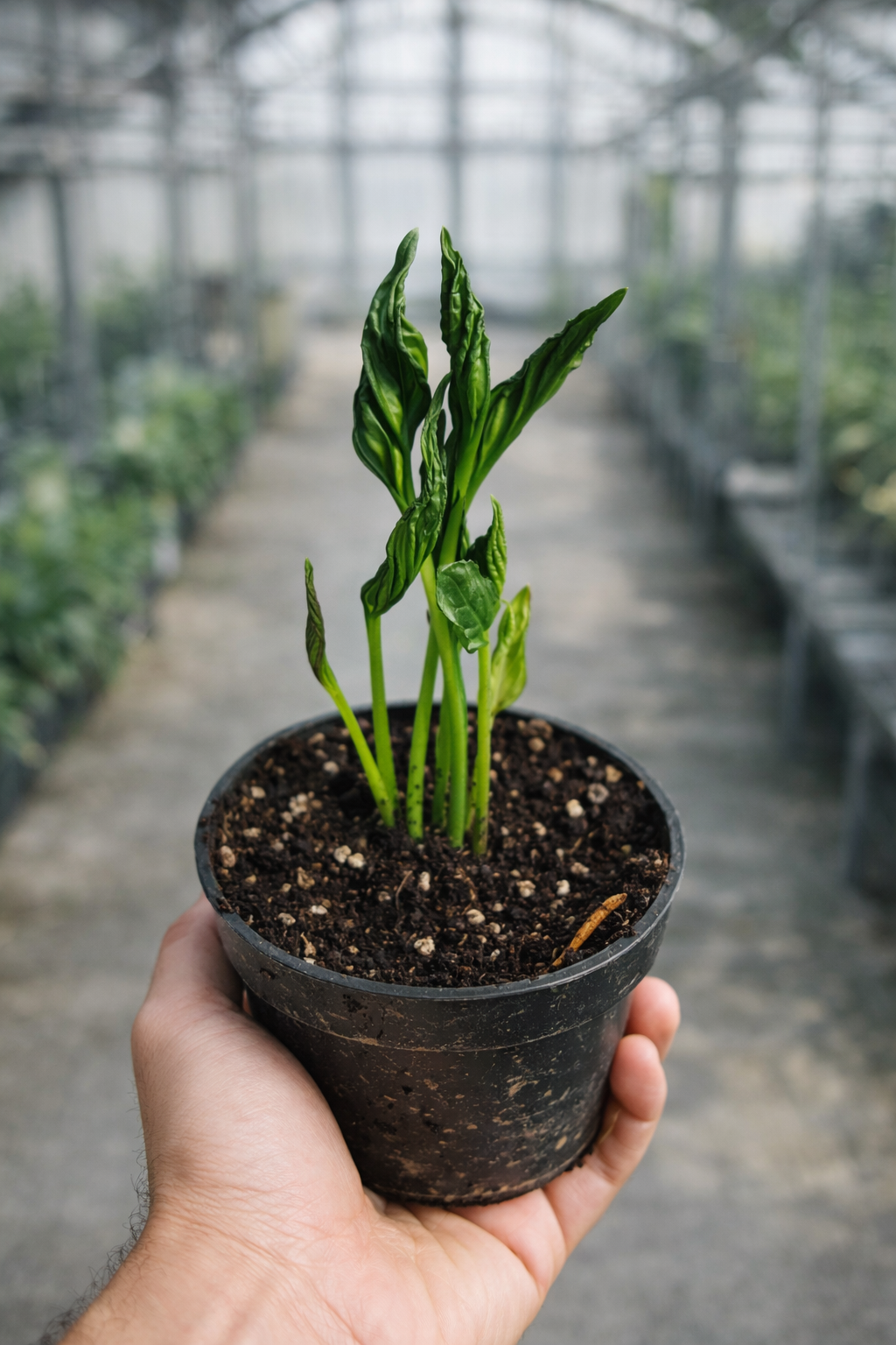 Epipremnum Shangri-La Variegata - AroidHouse