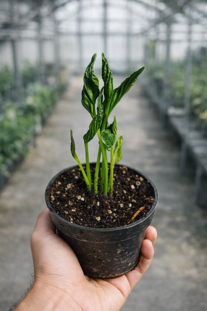 Epipremnum Shangri-La Variegata - AroidHouse