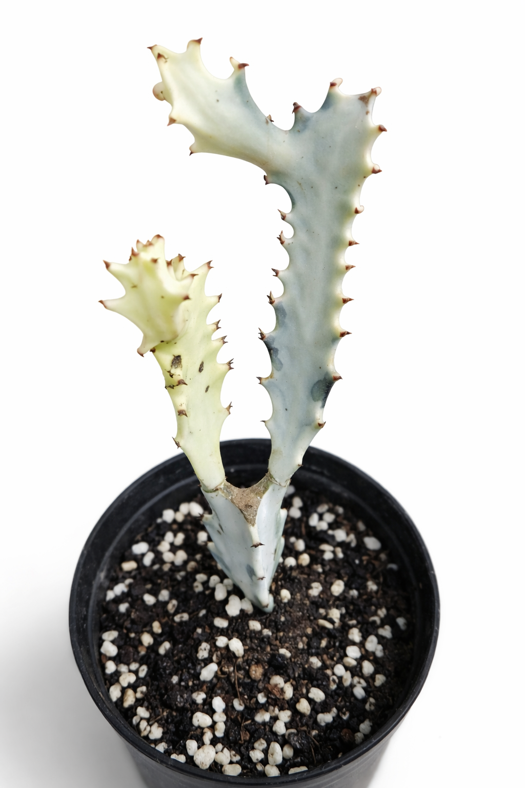 Euphorbia Lactea White Dragon Bone - AroidHouse