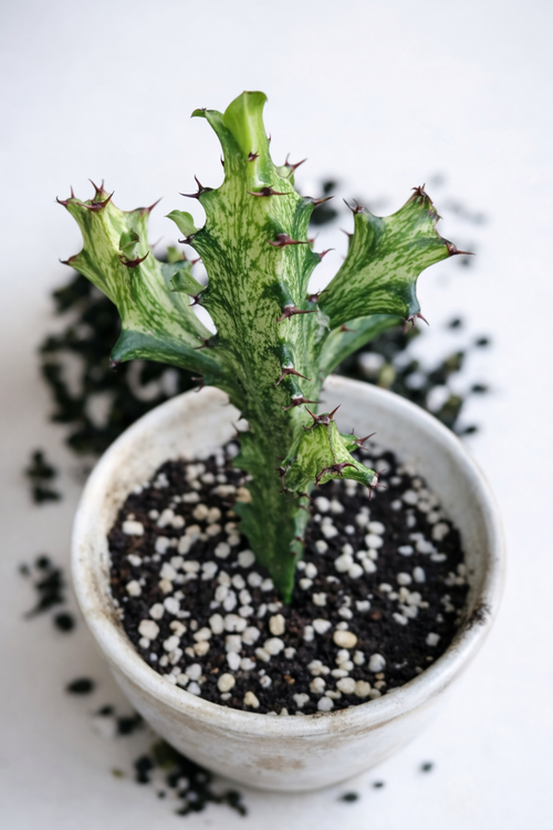 Euphorbia Trigona Variegata - AroidHouse