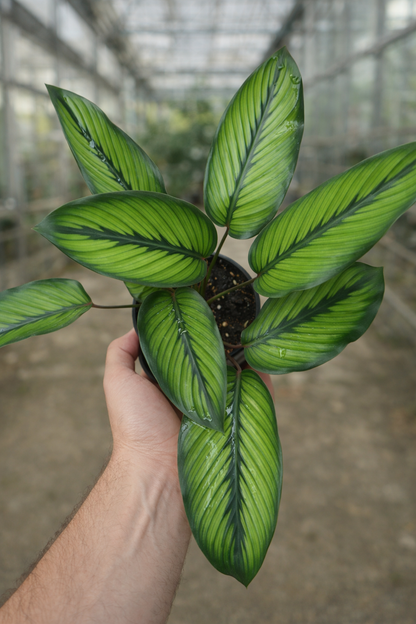 Calathea Wilson’s Princeps - AroidHouse