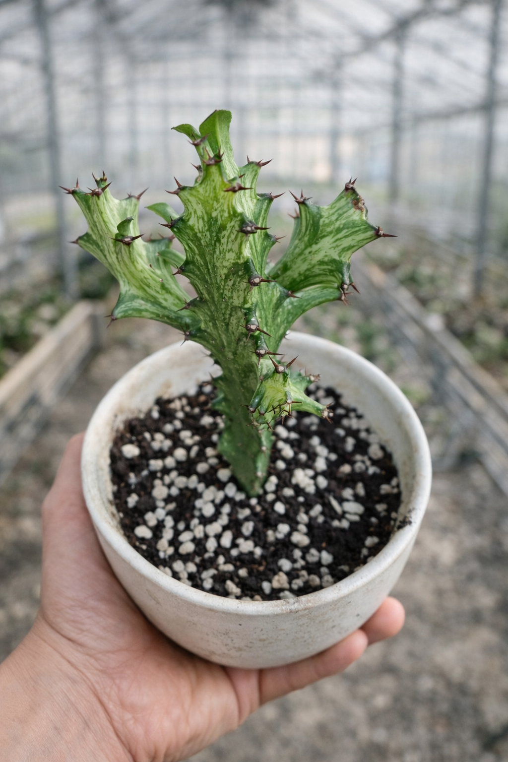 Euphorbia Trigona Variegata - AroidHouse