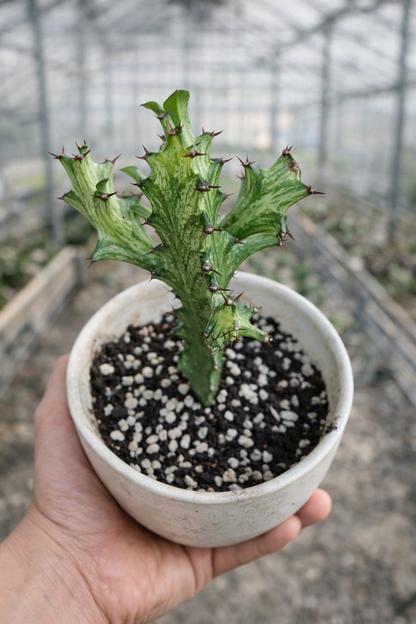 Euphorbia Trigona Variegata - AroidHouse