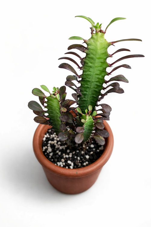 Euphorbia Trigona - AroidHouse