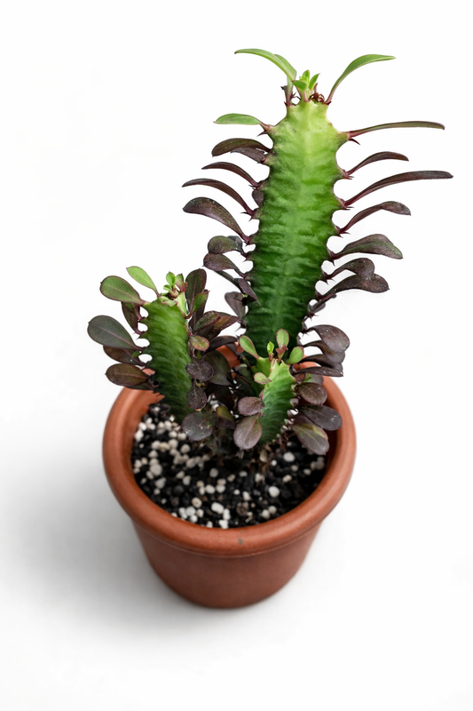 Euphorbia Trigona - AroidHouse