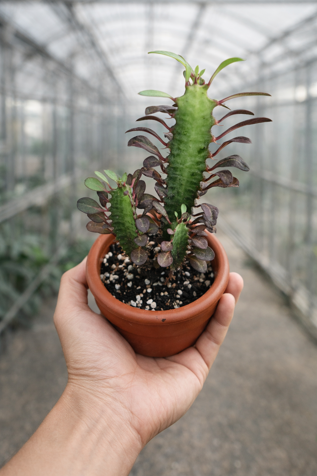 Euphorbia Trigona - AroidHouse
