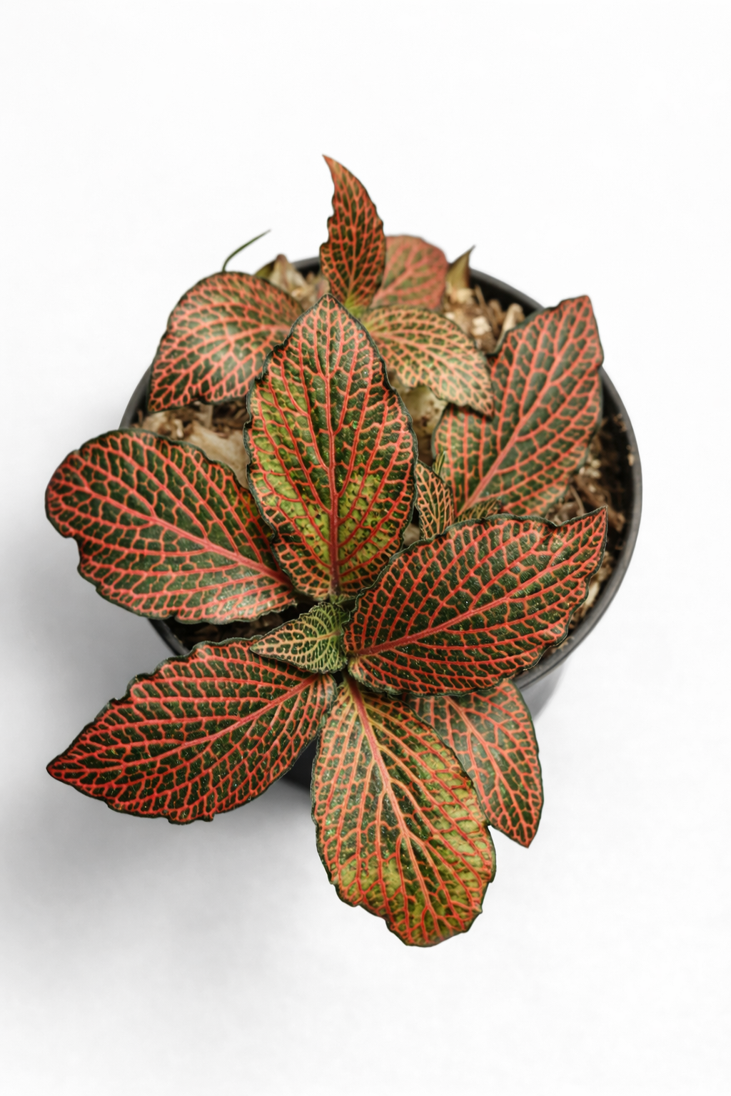 Fittonia Albivenis Red - AroidHouse