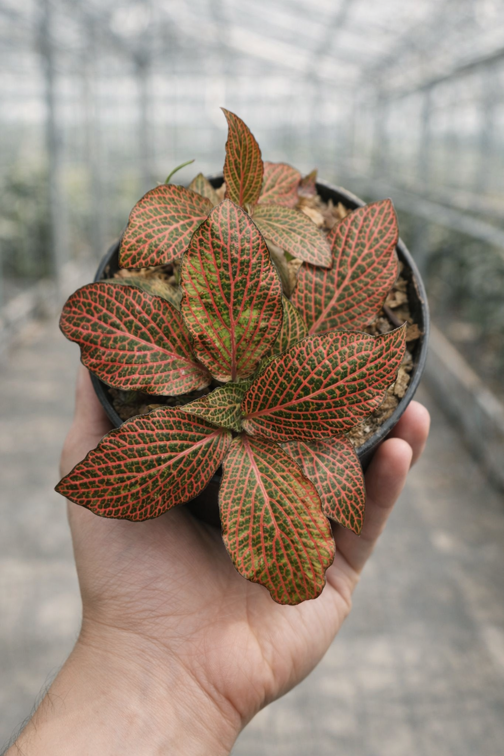 Fittonia Albivenis Red - AroidHouse