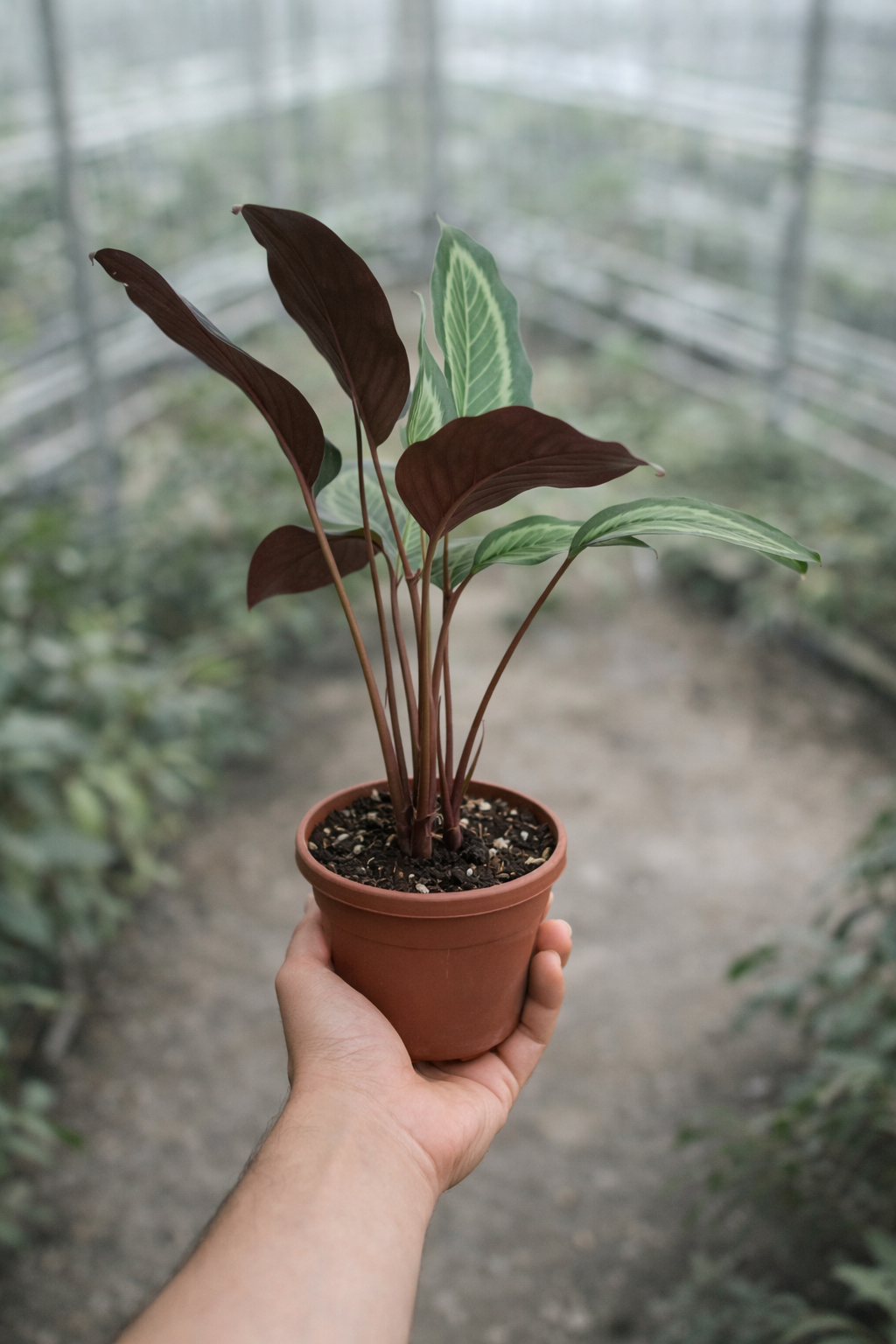 Nanda Handcrafted 2 in 1 String Hand Bag – Plant Pot Cover Batik Jambi Indonesia - AroidHouse