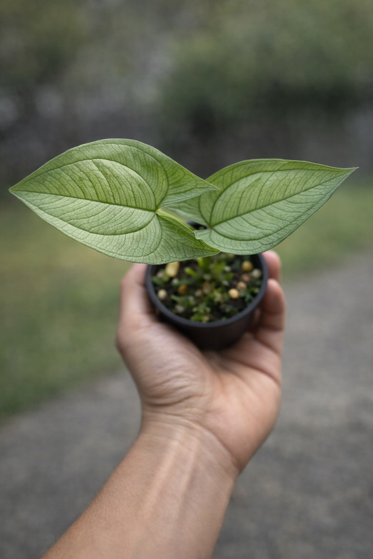 Hapaline Apendiculata Silver - AroidHouse