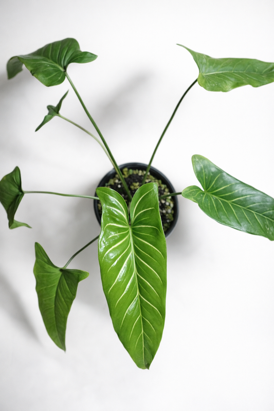 Homalomena Davidiana - AroidHouse