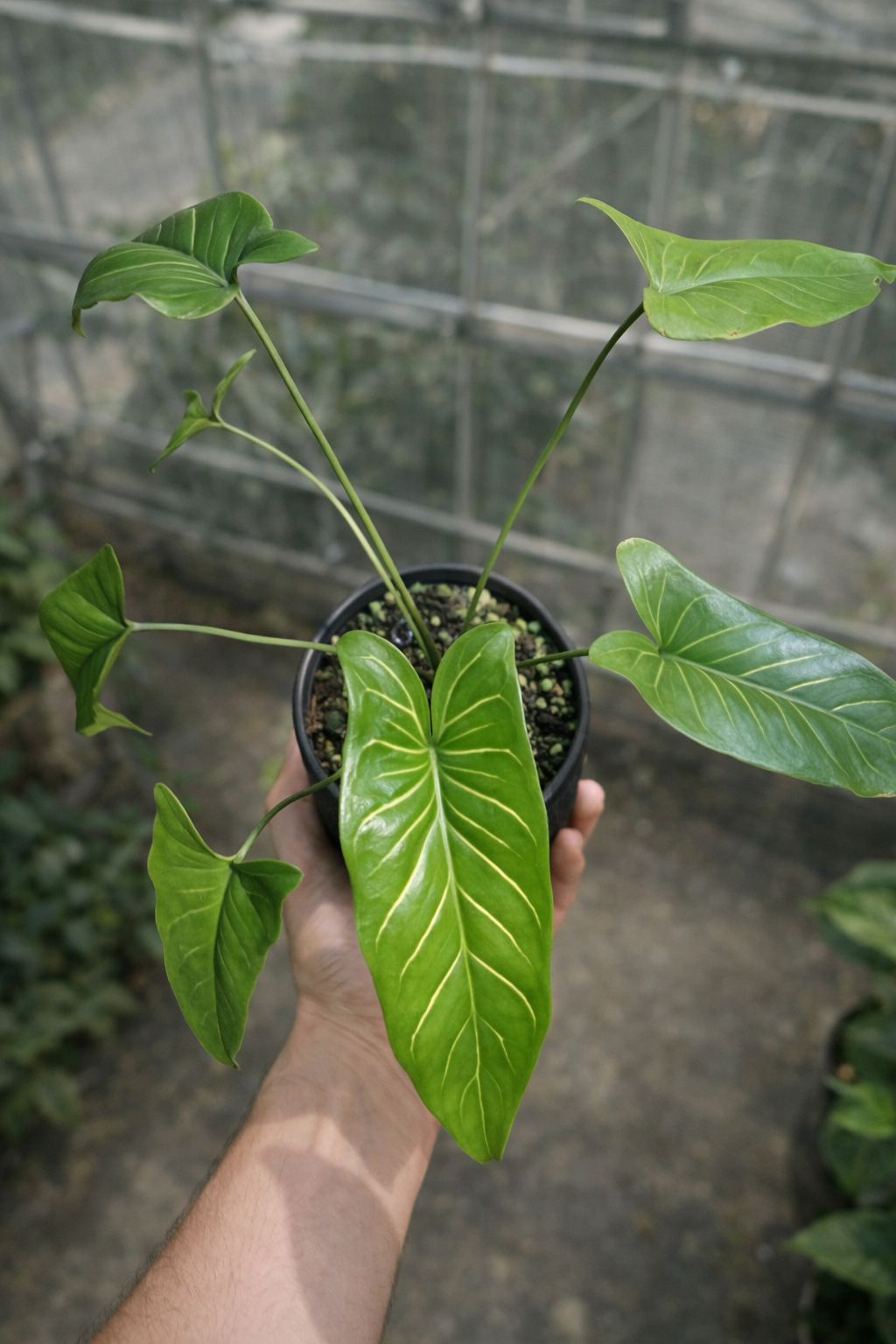 Homalomena Davidiana - AroidHouse