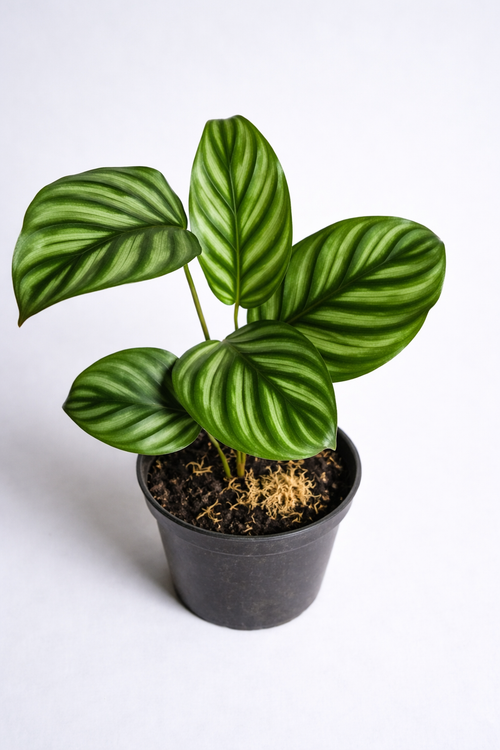 Calathea Taeniosa - AroidHouse