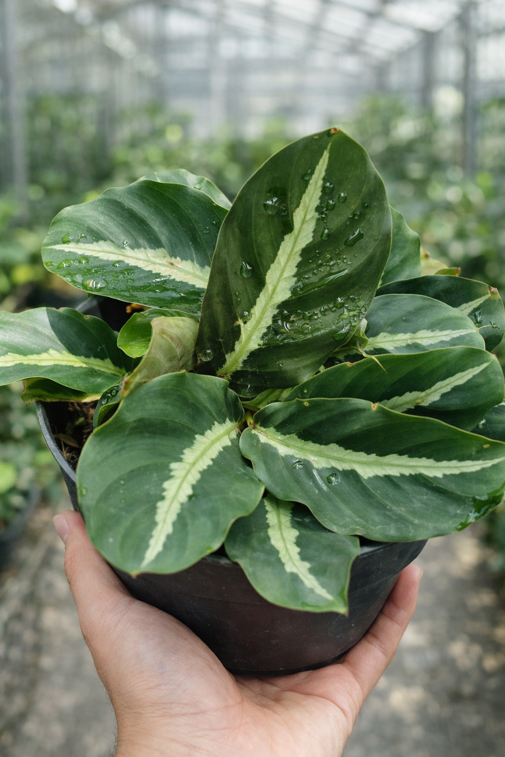 Calathea Undulata - AroidHouse