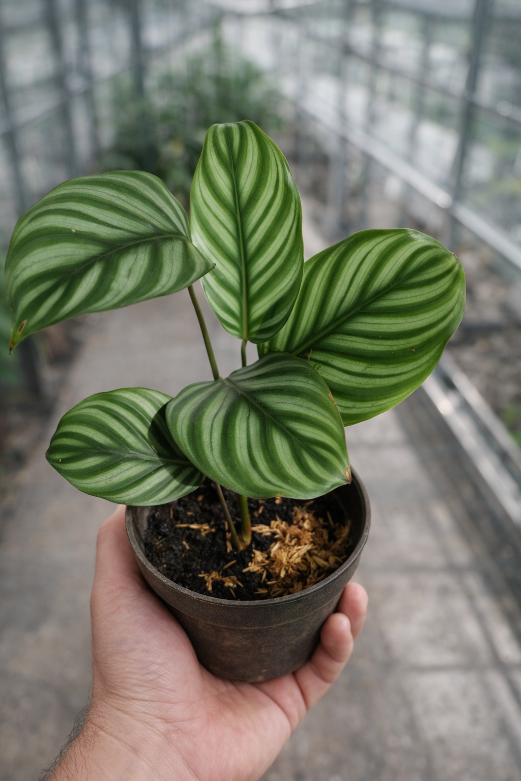 Calathea Taeniosa - AroidHouse