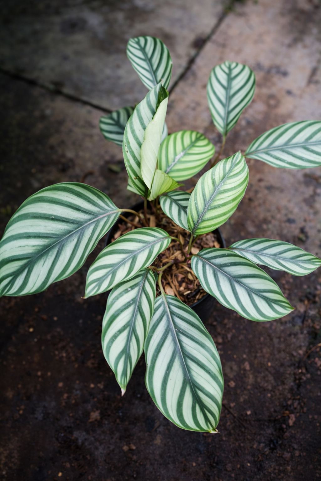 Calathea Taeniosa - AroidHouse