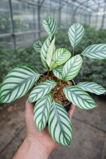 Calathea Taeniosa - AroidHouse