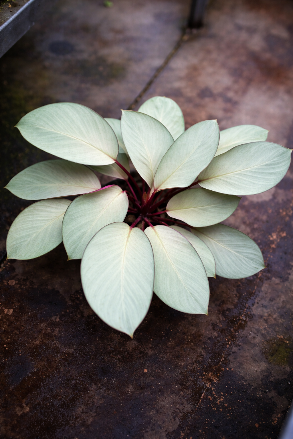 Calathea Silver Plate - AroidHouse