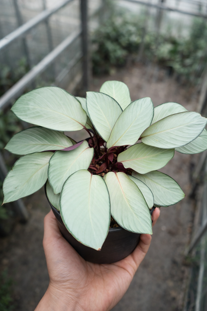 Calathea Silver Plate - AroidHouse