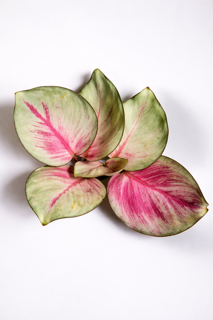 Calathea Sexy Pink - AroidHouse