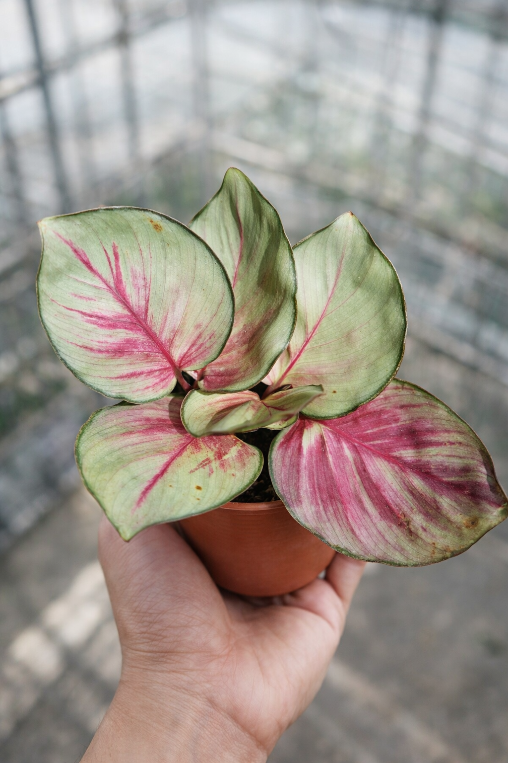 Calathea Sexy Pink - AroidHouse