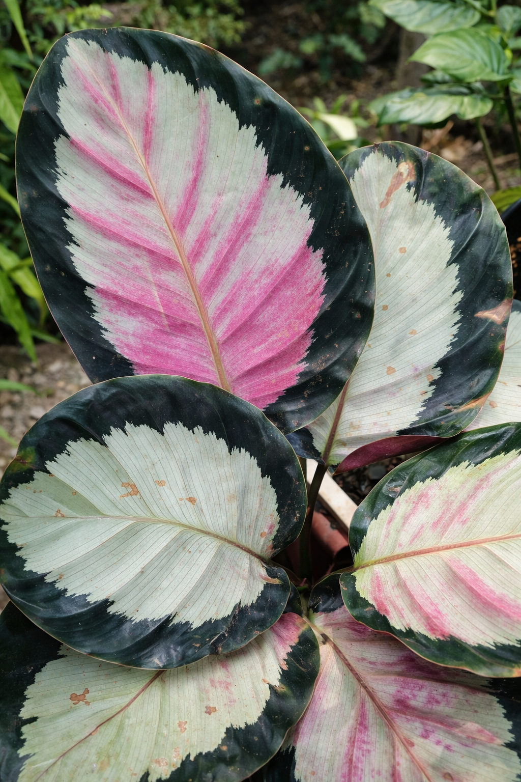 Calathea Roseopicta Rosy - AroidHouse