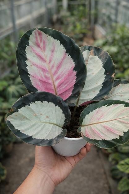 Calathea Roseopicta Rosy - AroidHouse