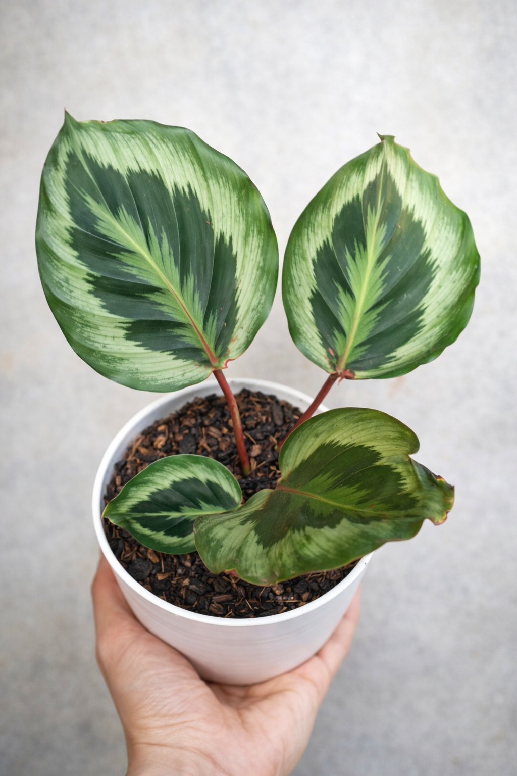 Calathea Roseopicta Marion - AroidHouse