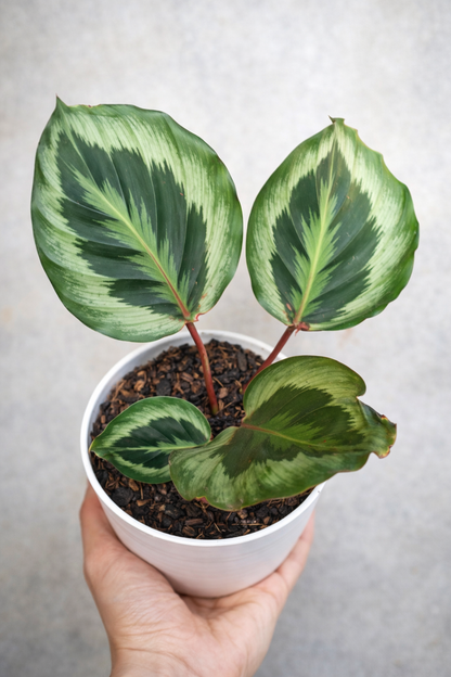 Calathea Roseopicta Marion - AroidHouse