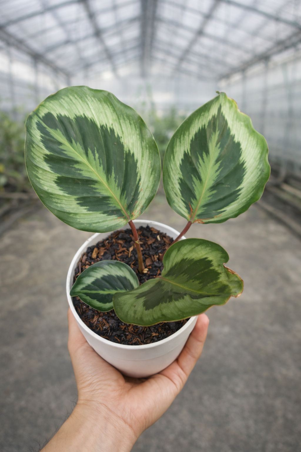 Calathea Roseopicta Marion - AroidHouse