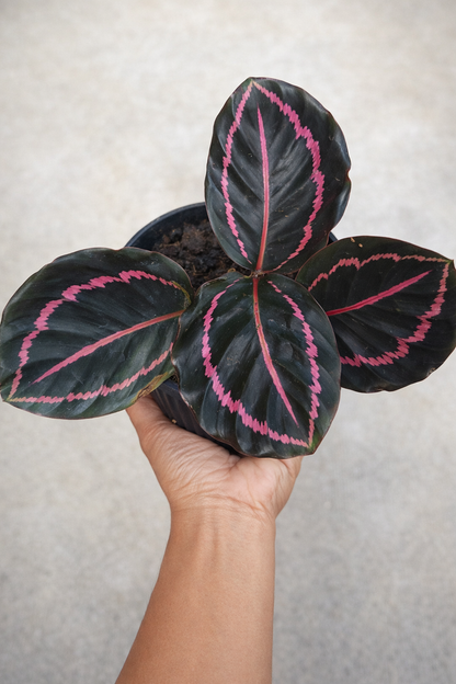 Calathea Roseopicta Dottie - AroidHouse