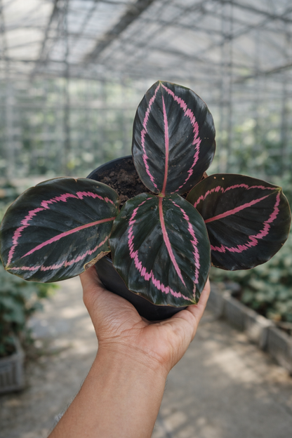 Calathea Roseopicta Dottie - AroidHouse