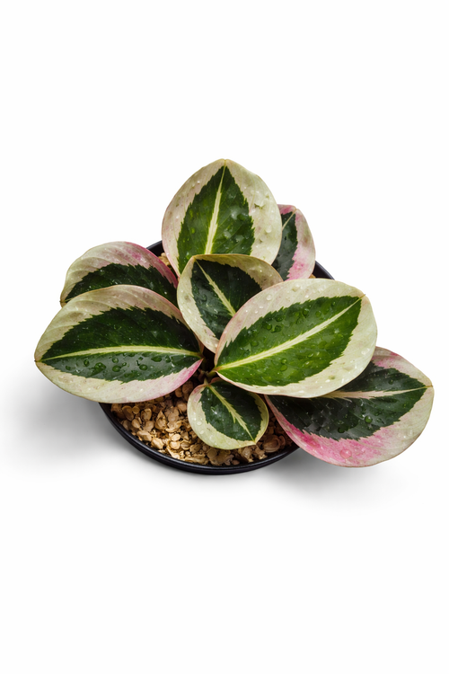 Calathea Roseopicta Cynthia - AroidHouse