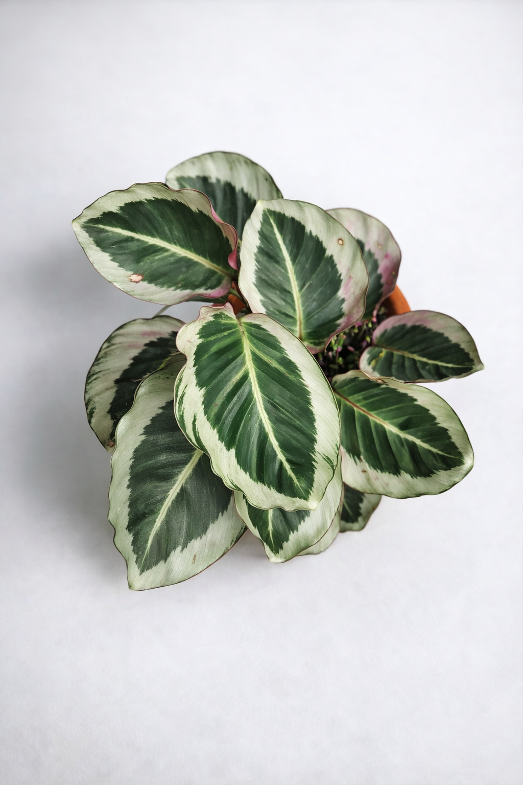 Calathea Roseopicta Cynthia - AroidHouse