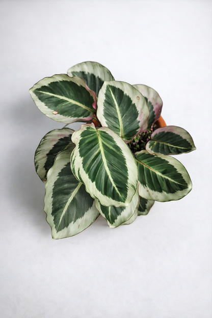 Calathea Roseopicta Cynthia - AroidHouse