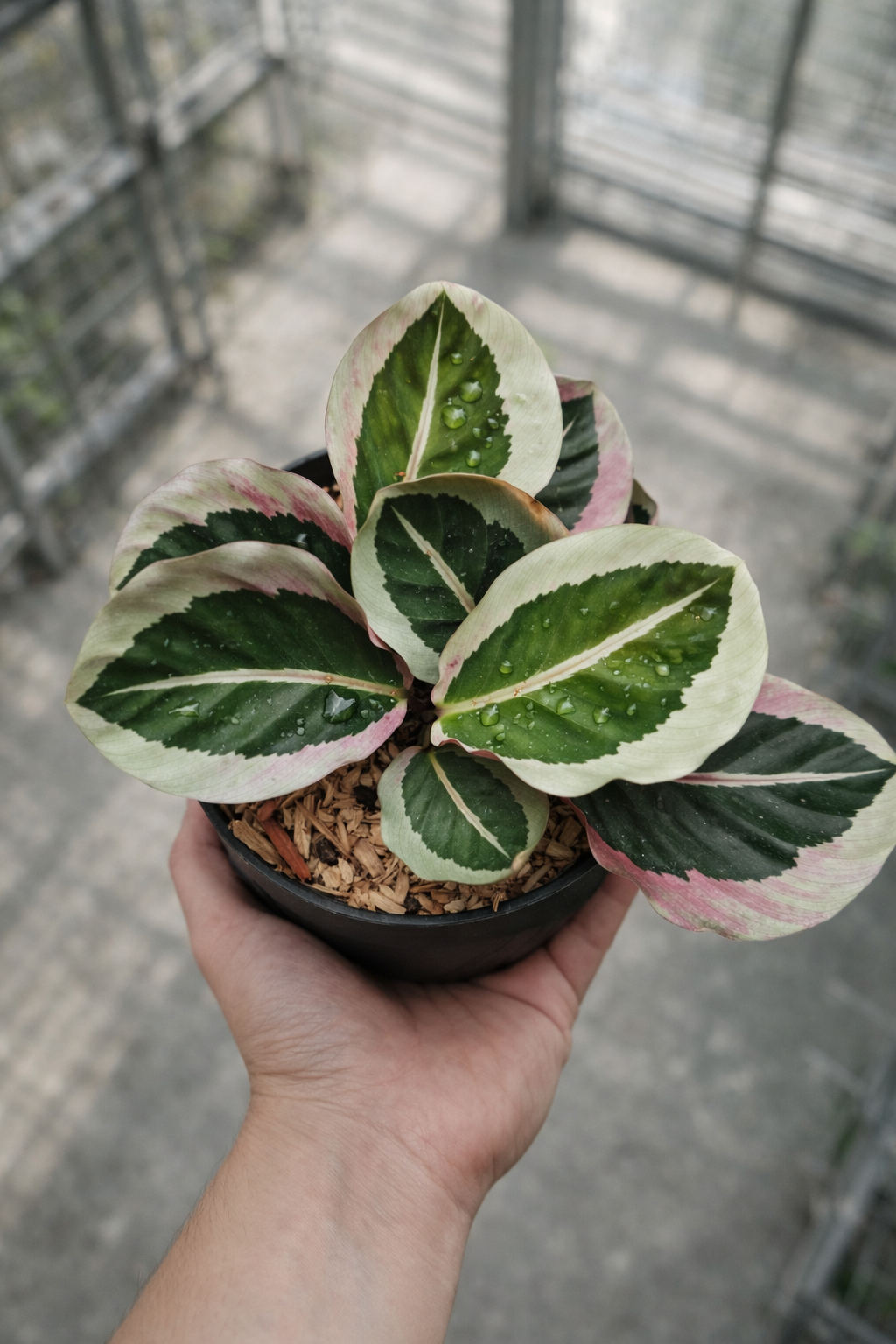 Calathea Roseopicta Cynthia - AroidHouse