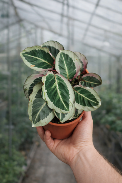 Calathea Roseopicta Cynthia - AroidHouse