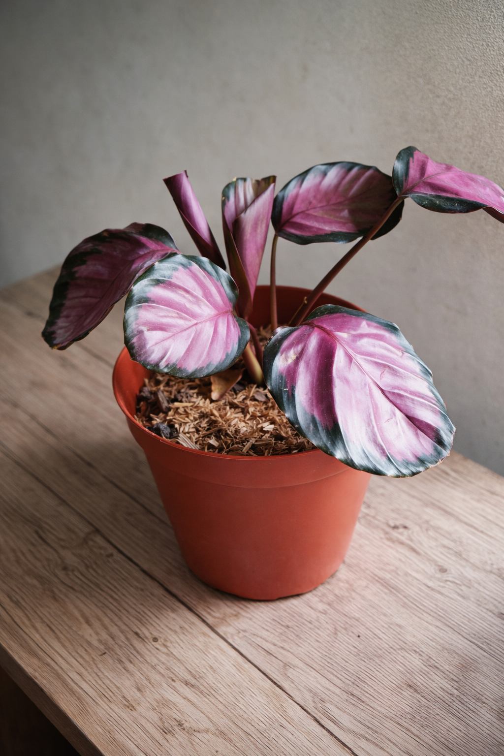 Calathea Roseopicta Crimson - AroidHouse