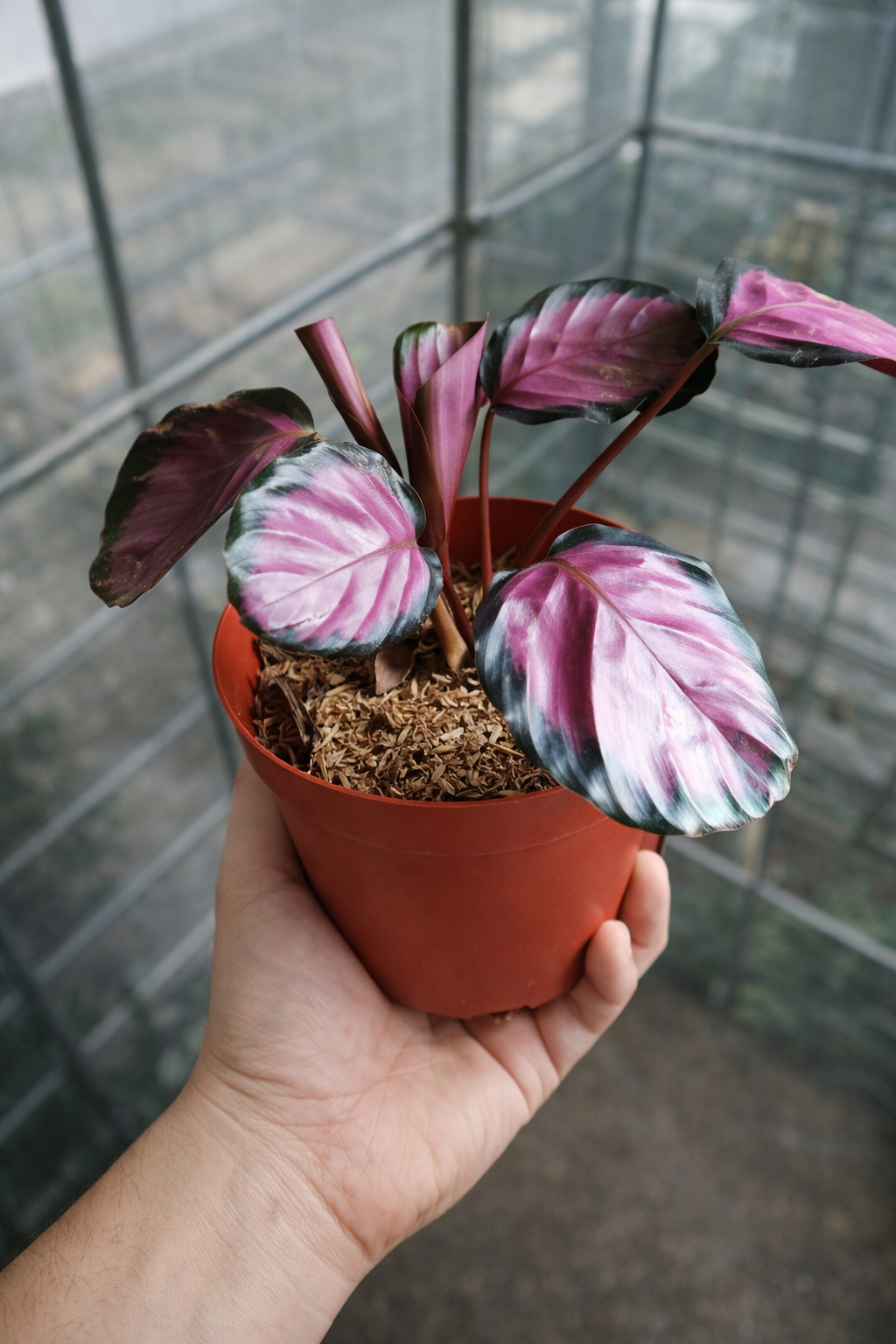Calathea Roseopicta Crimson - AroidHouse