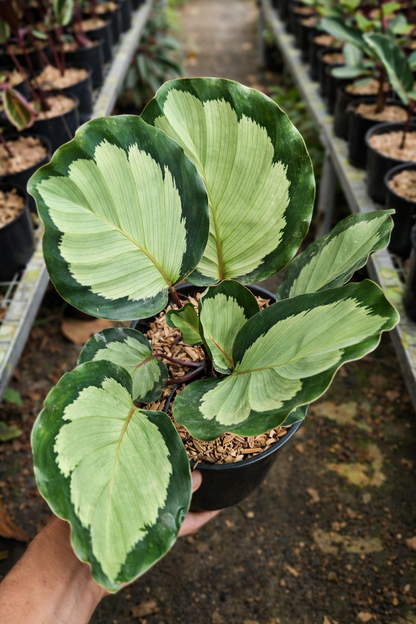 Calathea Roseopicta Corona - AroidHouse