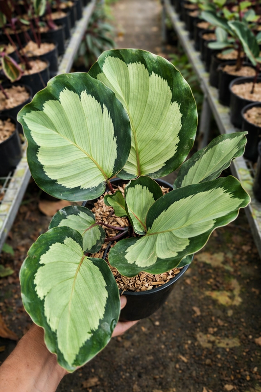 Calathea Roseopicta Corona - AroidHouse