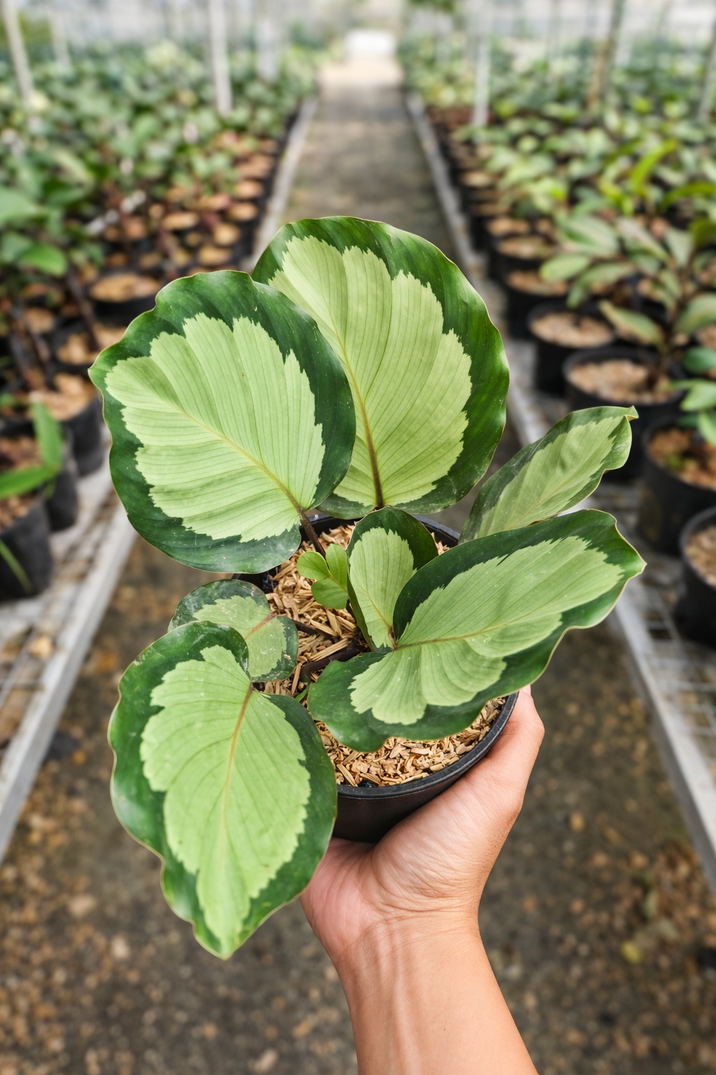 Calathea Roseopicta Corona - AroidHouse