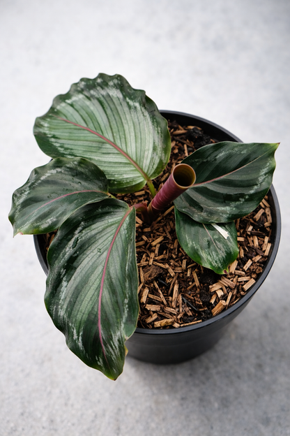 Calathea Roseopicta Corona - AroidHouse