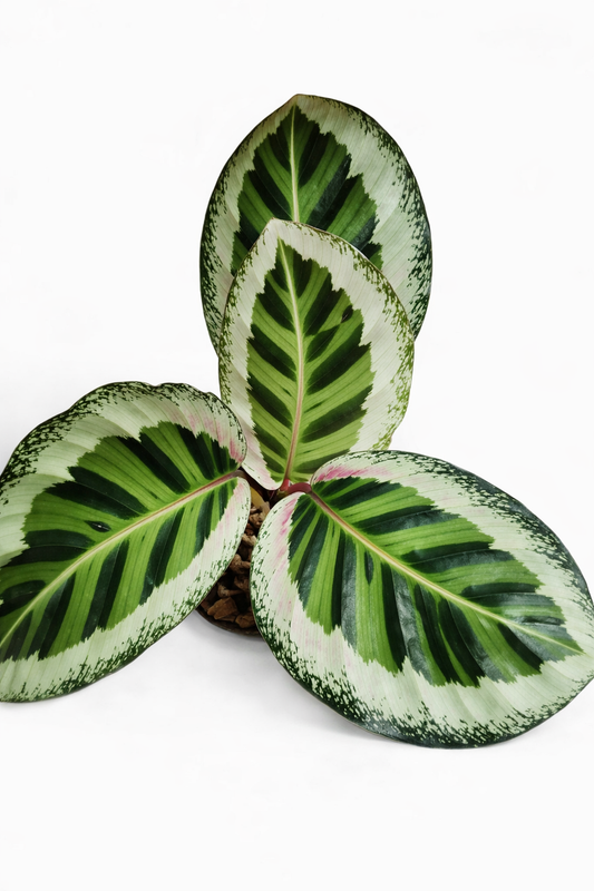 Calathea Angela - AroidHouse