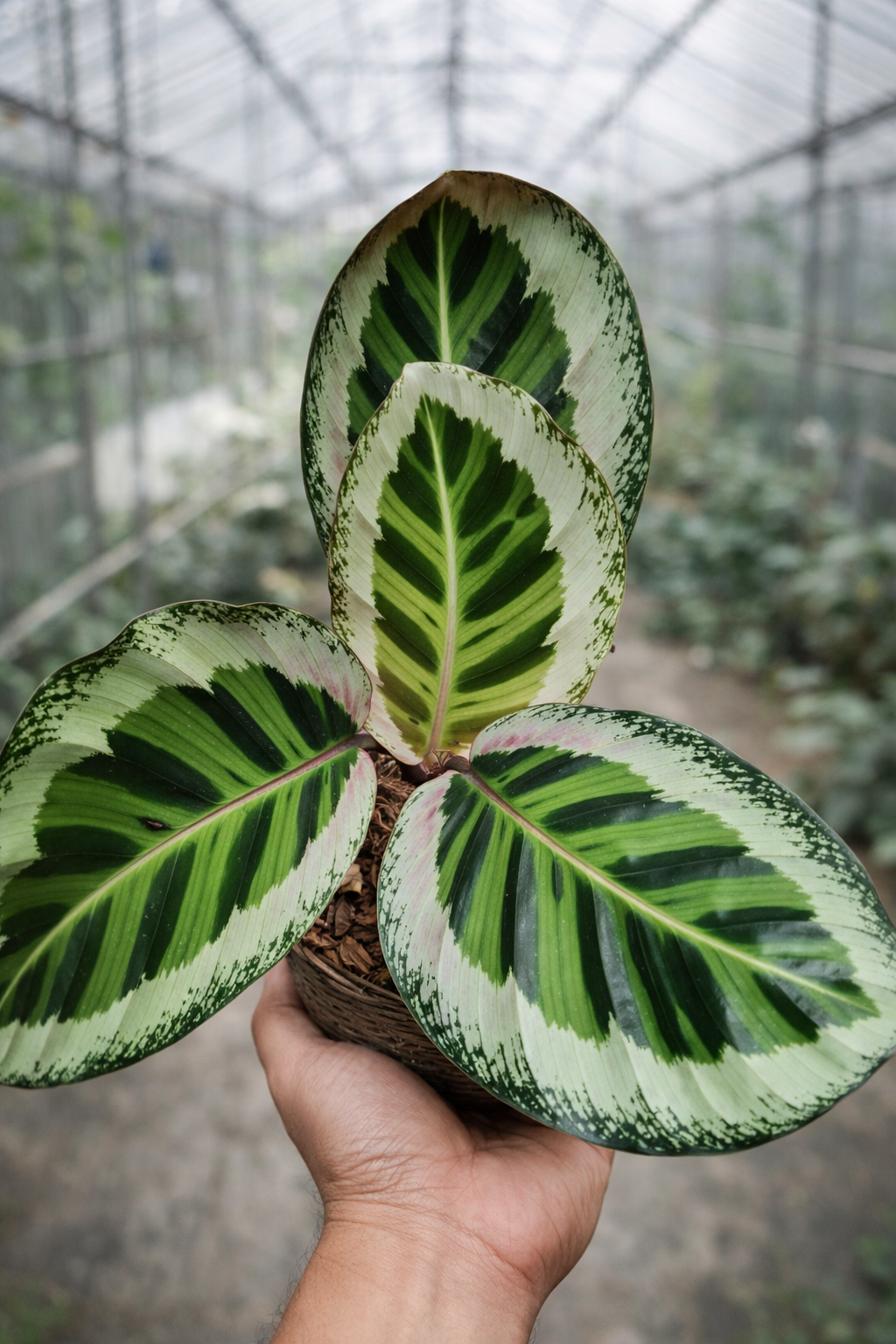 Calathea Angela - AroidHouse
