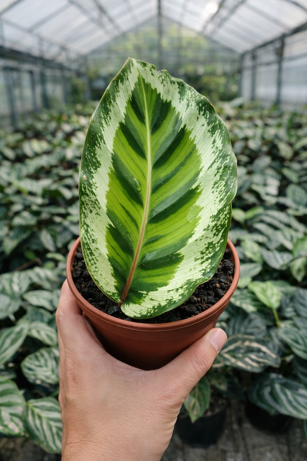 Calathea Angela - AroidHouse