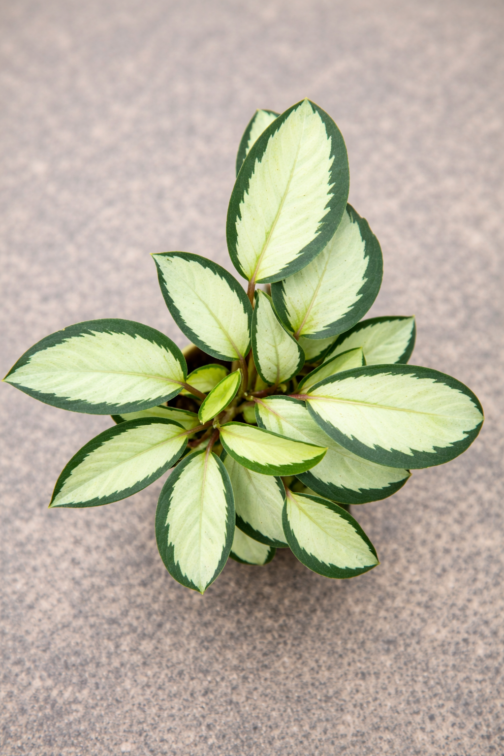 Calathea Picturata Argentea - AroidHouse